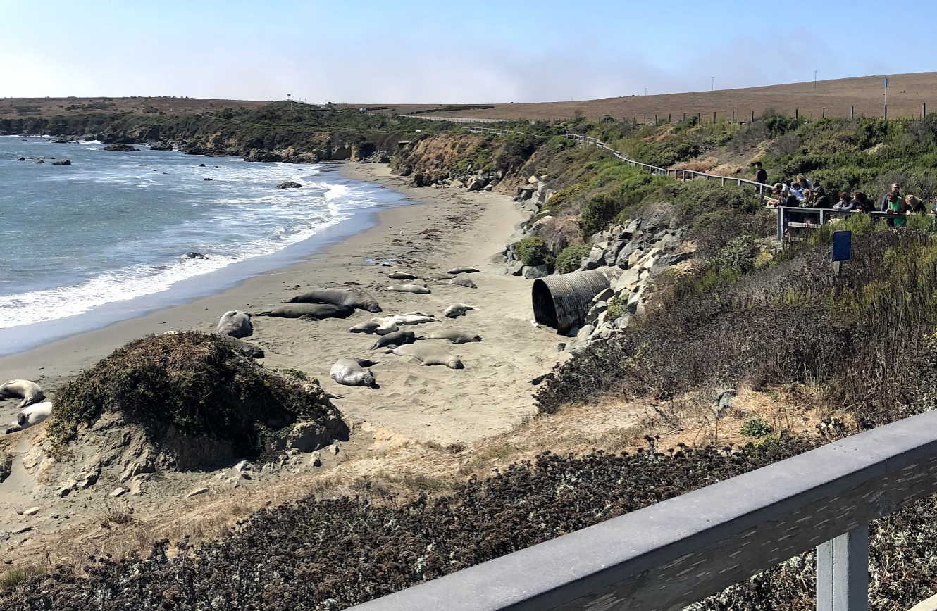 Elephant seals!